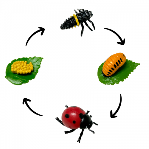 Life Cycle Model of Ladybug