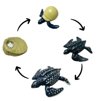 Life Cycle Model of Leatherback Turtle