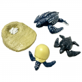 Life Cycle Model of Leatherback Turtle