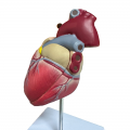 Life Size Anatomical Heart Model