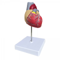 Life Size Anatomical Heart Model