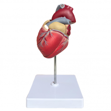 Life Size Anatomical Heart Model