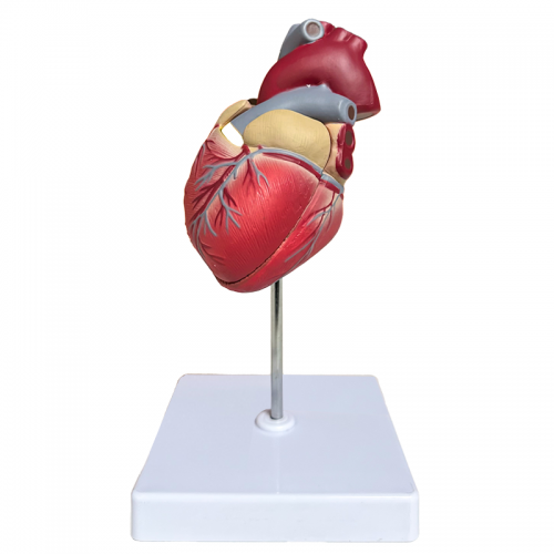 Life Size Anatomical Heart Model