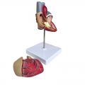 Life Size Anatomical Heart Model