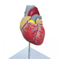 Life Size Anatomical Heart Model