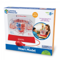 Pumping Heart Model