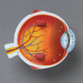 Soft Foam Cross-Section Eye Model