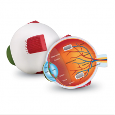 Soft Foam Cross-Section Eye Model