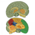 Soft Foam Cross-Section Human Brain Model