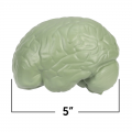 Soft Foam Cross-Section Human Brain Model