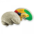 Soft Foam Cross-Section Human Brain Model