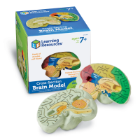 Soft Foam Cross-Section Human Brain Model