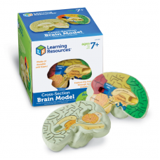 Soft Foam Cross-Section Human Brain Model