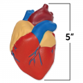 Soft Foam Cross-section Human Heart Model