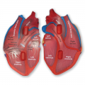 Soft Foam Cross-section Human Heart Model