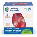 Soft Foam Cross-section Human Heart Model