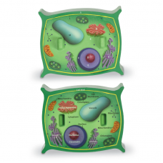 Soft Foam Cross-Section Plant Cell Model