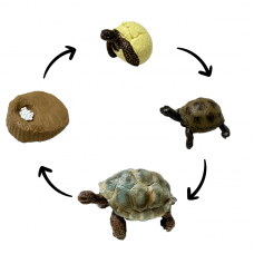 Life Cycle Model of Tortoise