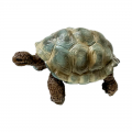 Life Cycle Model of Tortoise