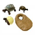 Life Cycle Model of Tortoise