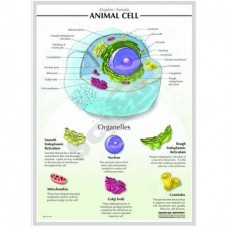 3-D Relief Mode of Cells