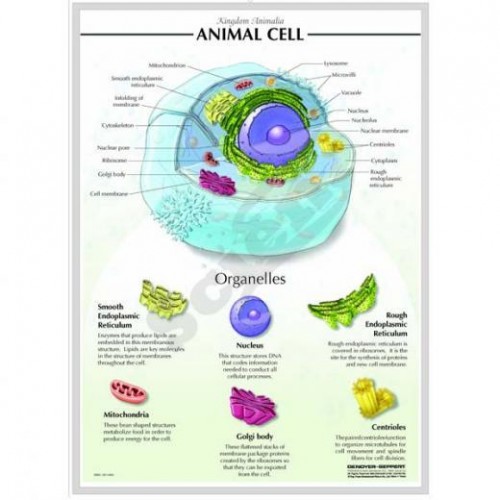 3-D Relief Mode of Cells