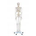 Human Anatomy Life-Size skeleton Model