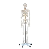 Human Anatomy Life-Size skeleton Model