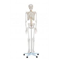 Human Anatomy Life-Size skeleton Model