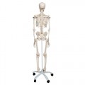 Human Anatomy Life-Size skeleton Model