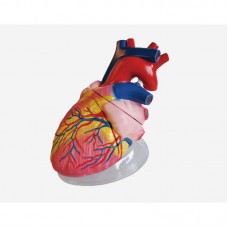 Model of Human Heart, 4 parts