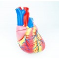 Model of Human Heart, 4 parts