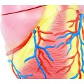 Model of Human Heart, 4 parts