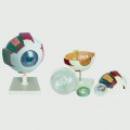 Eye Model - Dissectable