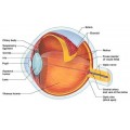 Eye Model - Dissectable